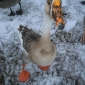 Goose boy.JPG